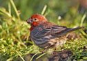 Carpodacus mexicanus